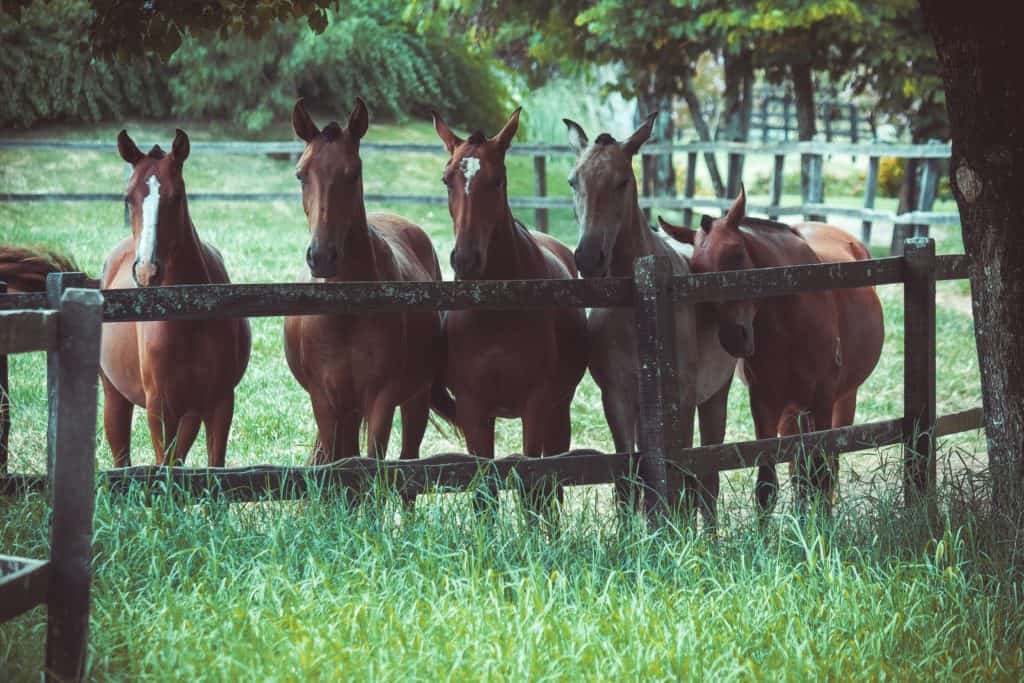 photo of a group of horses 2123766
